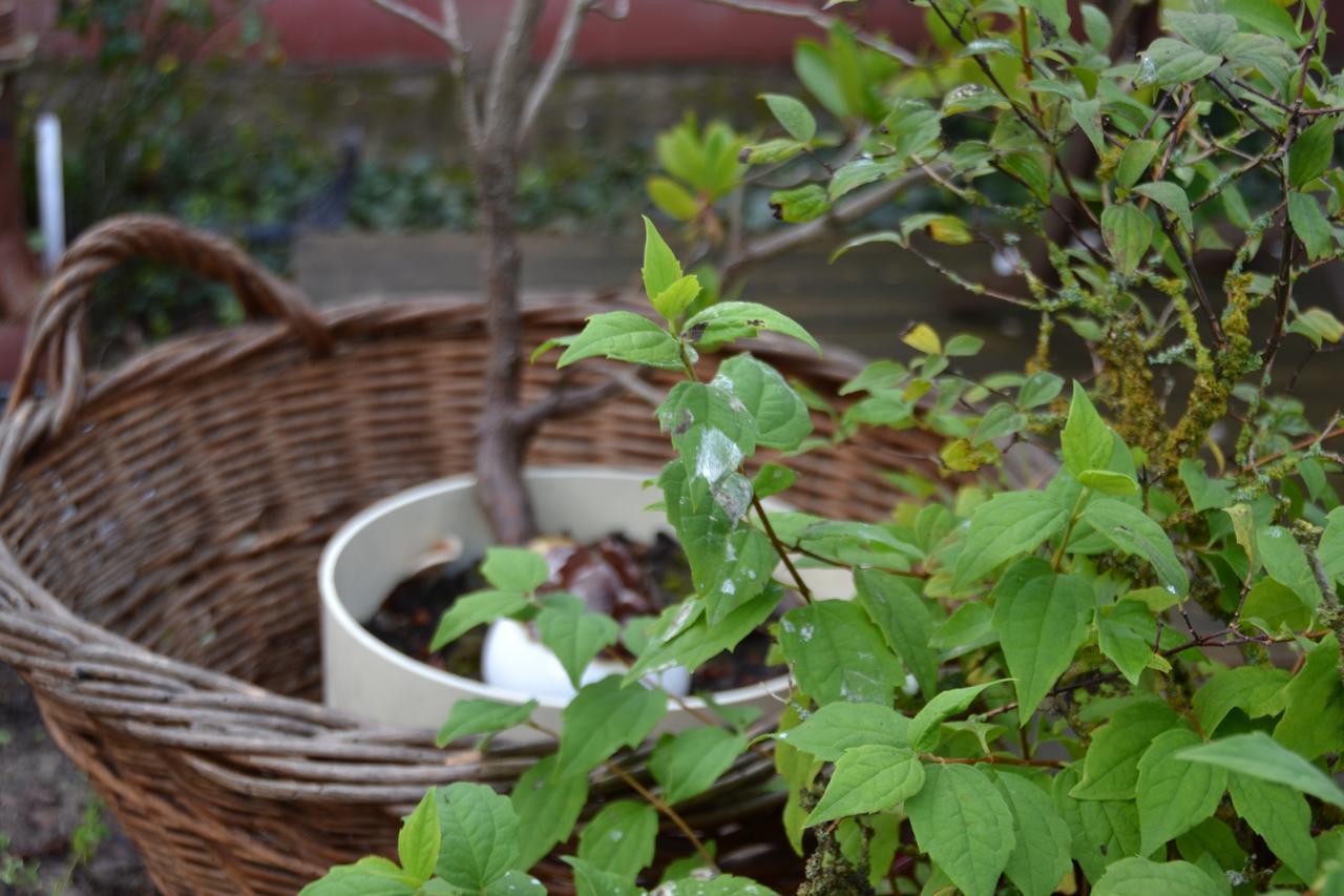 Le Jardin D Helant Hotel Ecquedecques Zewnętrze zdjęcie